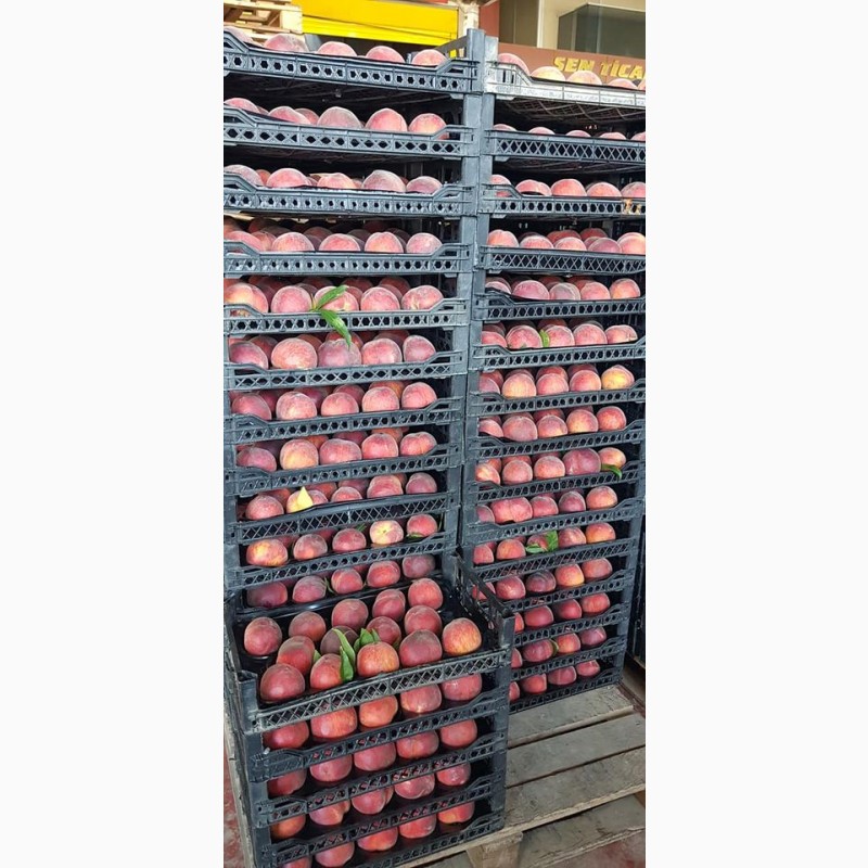 Фото 5. Оптовые продажи персиков
