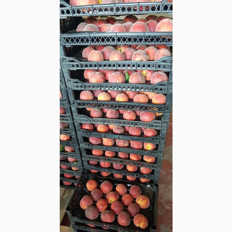 Фото 6. Оптовые продажи персиков