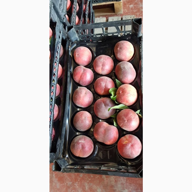 Фото 7. Оптовые продажи персиков