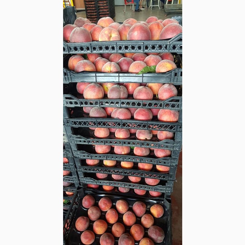Фото 8. Оптовые продажи персиков