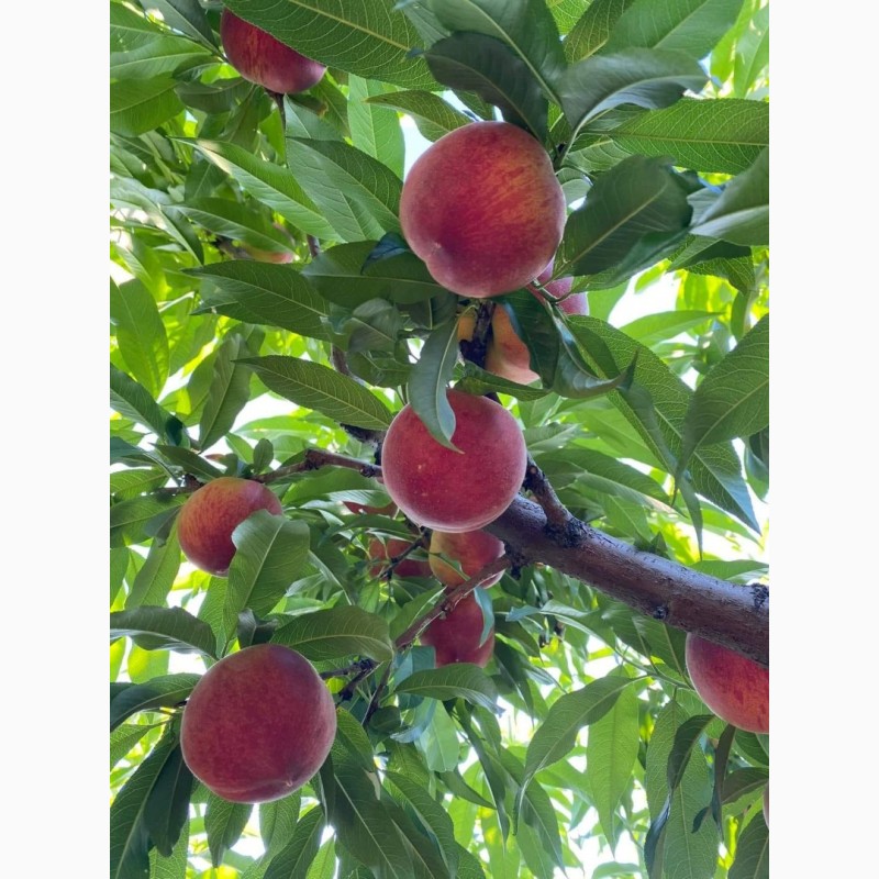 Фото 9. Оптовые продажи персиков