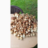 Продам білі гриби сушені зібрані в Карпатах 2023