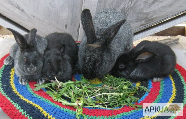 Фото 2. Продаются кролики породы Серебристые.