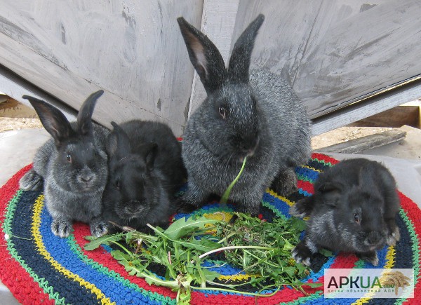Фото 3. Продаются кролики породы Серебристые.