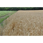 Семена озимой пшеницы, стабильно урожайный сорт Фаворитка