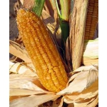 Продам семена кукурузы Порумбень 295