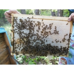 Продам бджолопакети Поліської породи бджіл 350грн!!!