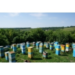 Отводки и челосемьи в Харькове, продам пчелы