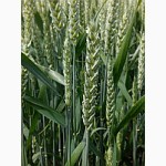 Насіння озимої пшениці Колоніа (Limagrain)