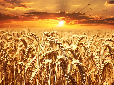 Фото 2. Купим фуражное зерно по харьковской области от 50 тонн