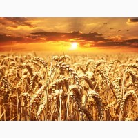 Купим фуражное зерно по харьковской области от 50 тонн