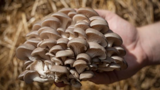 Фото 7. Купим свежие грибы