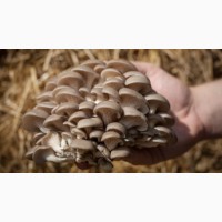 Купим свежие грибы