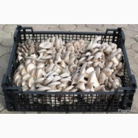 Купим свежие грибы