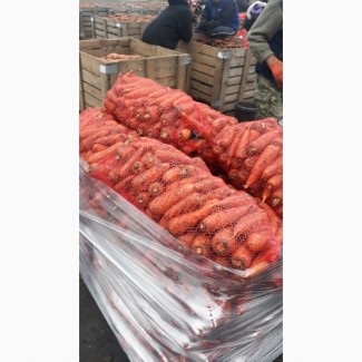 Оптом продам моркву товарної якості, Київська область