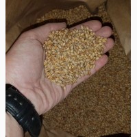 Продам семена озимой мягкой пшеницы FARREL, канадский трансгенный сорт