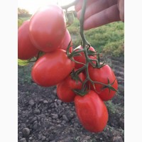 Продажа помидора сорт Сливка оптом от производителя