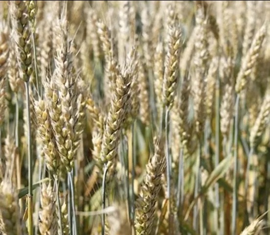 Фото 2. Пшениця Миронівська 65 / пшеница / зерно / семена пшеницы купить