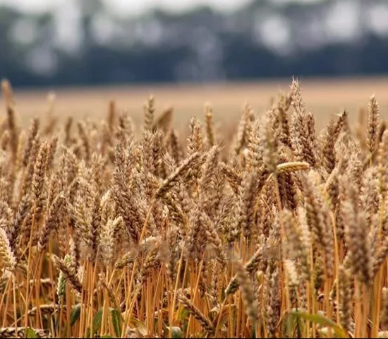 Фото 3. Пшениця Миронівська 65 / пшеница / зерно / семена пшеницы купить