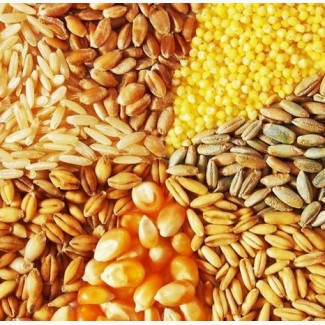 Зерновые (пшеница, кукуруза, ячмень) продажа