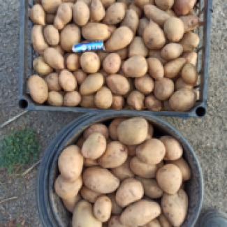 Продам оптом від виробника насіння картоплі Тірас