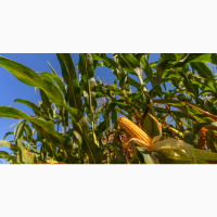 Продам кукурудзу з збільшеною зерновою домішкою