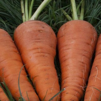 Гуртовий продаж моркви, Волинська область