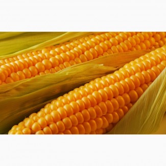 Продам кукурудзу, 1000 тонн, Черкаська обл
