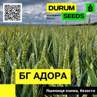 Насіння пшениці - БГ Адора (BG Adora) пшениця м#039; яка озима (Biogranum D.O.O.)