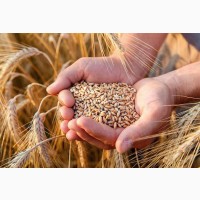 Продам пшеницю 2 клас, 500 тонн, Київська обл, Кучаків