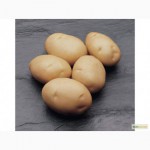 Элитный картофель Джаэрла оптом от 20тонн, лучшая цена