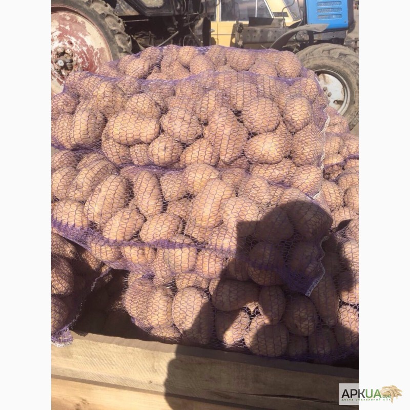 Фото 5. Продам картофель оптом! Урожай 2017! От производителя