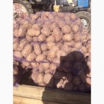 Продам картофель оптом! Урожай 2017! От производителя
