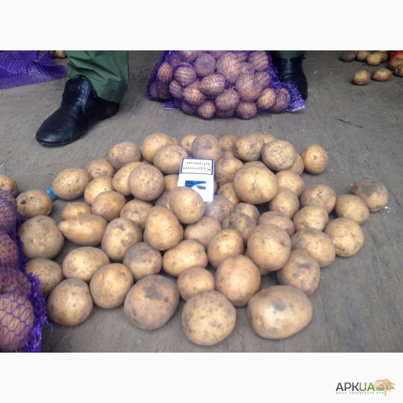 Фото 9. Продам картофель оптом! Урожай 2017! От производителя