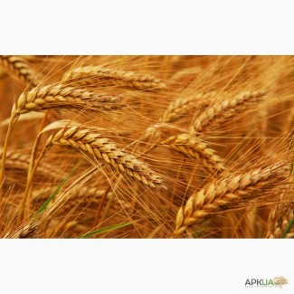 Куплю пшеницу, ячмень, кукурузу, овес, подсолнечник по Луганской и Донецкой обл
