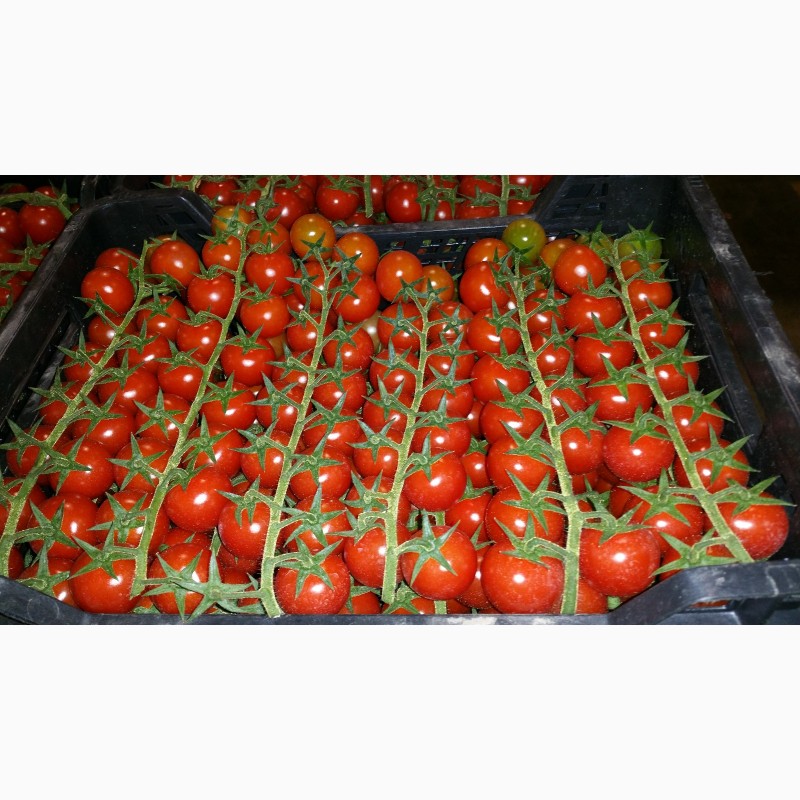 Фото 2. Продаем помидоры черри оптом, мелким оптом
