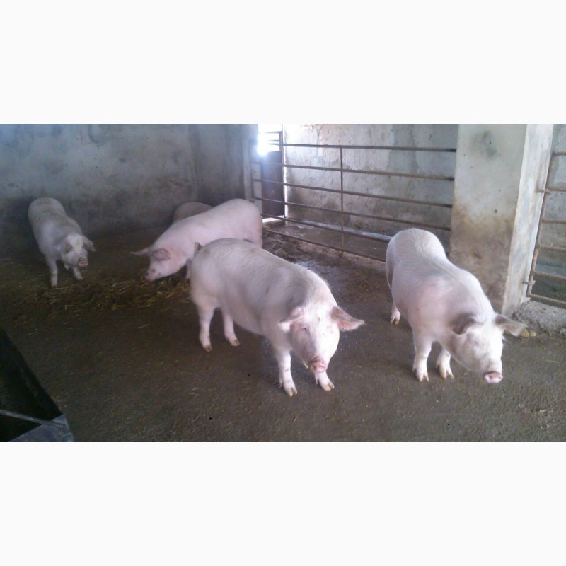 Свинья живым весом цена. Сдача свиней. Закупка свиней живым весом в Зерноград.