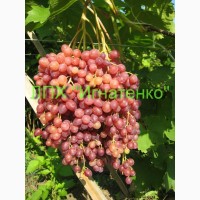 Продам саженцы столовых сортов винограда