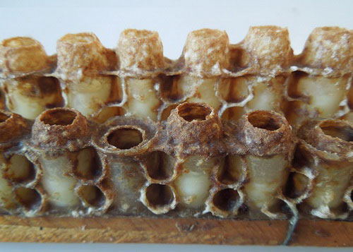Фото 5. Пчелиное Маточное Молочко