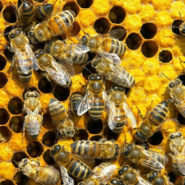 Фото 11. Пчелиное Маточное Молочко