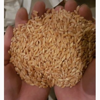 Продам семена озимой твердой пшеницы MAKINO, канадский трансгенный сорт