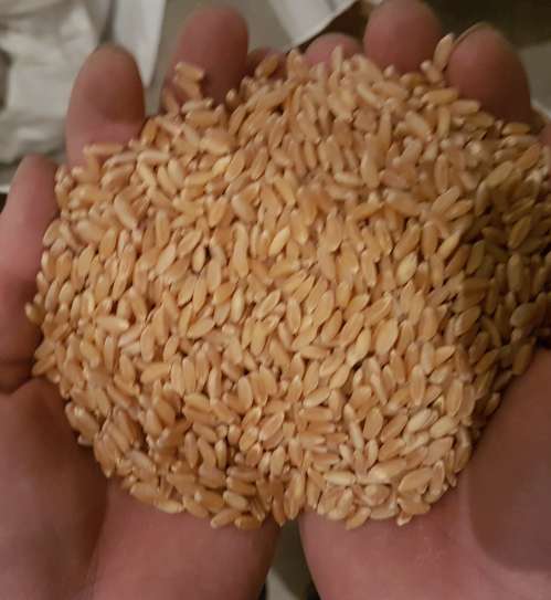 Продам семена озимой твердой пшеницы MAKINO, канадский трансгенный сорт .