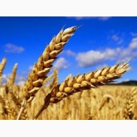 Озимая пшеница Ребелл
