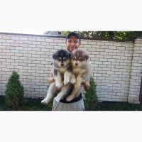 Продам щенков Аляскинского Маламута