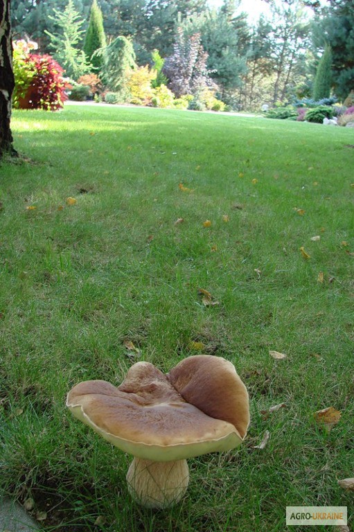 Фото 10. Споры грибов - настоящий живой зерновой мицелий белых грибов (боровик)