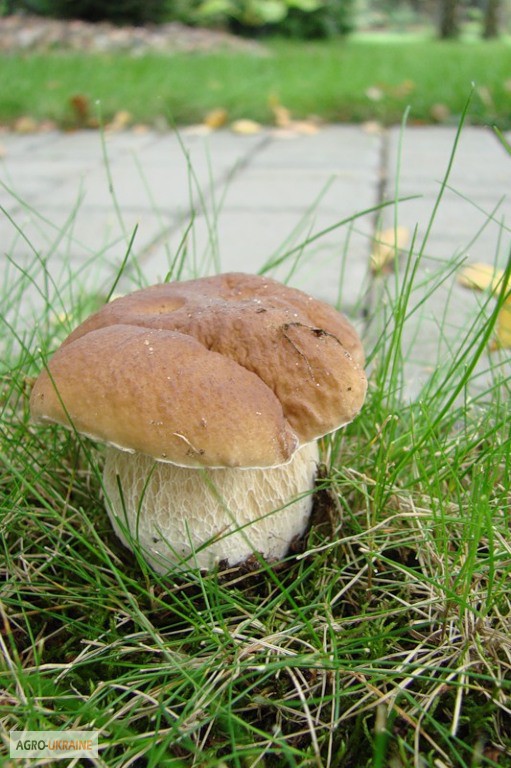 Фото 3. Споры грибов - настоящий живой зерновой мицелий белых грибов (боровик)