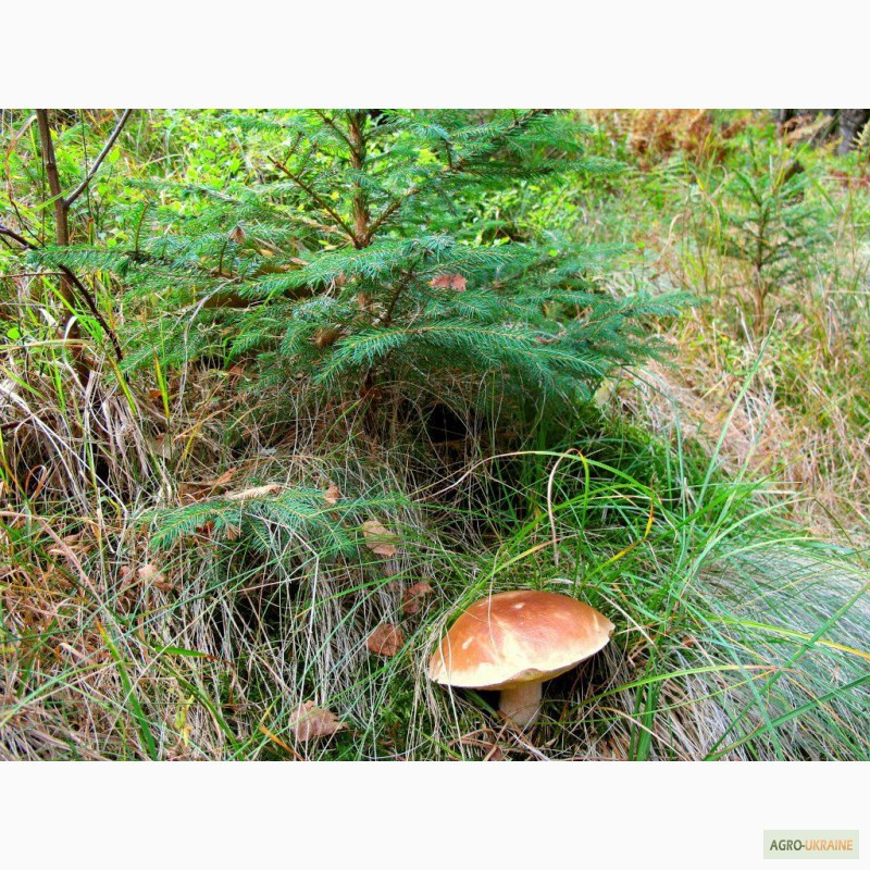 Фото 4. Споры грибов - настоящий живой зерновой мицелий белых грибов (боровик)