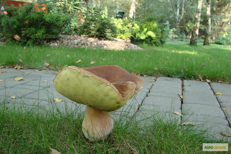 Фото 6. Споры грибов - настоящий живой зерновой мицелий белых грибов (боровик)