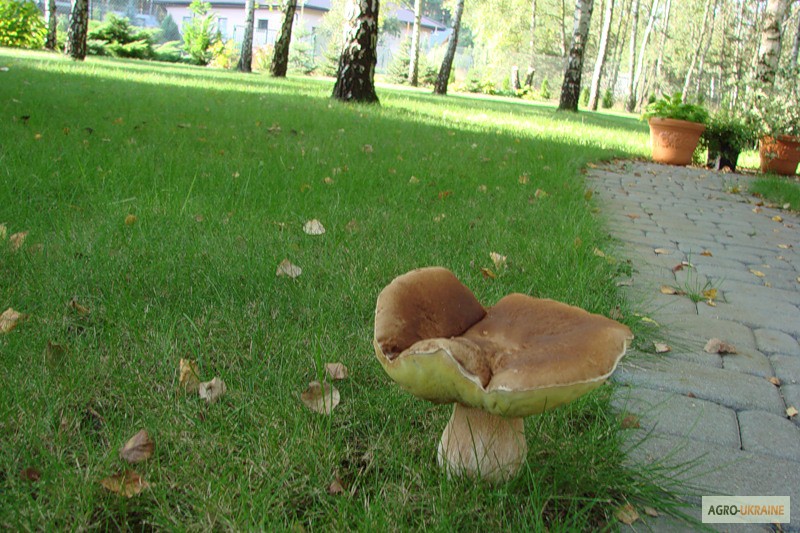Фото 9. Споры грибов - настоящий живой зерновой мицелий белых грибов (боровик)