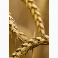 Купляємо пшеницю будь-якої якості по Україні+організовуємо доставку